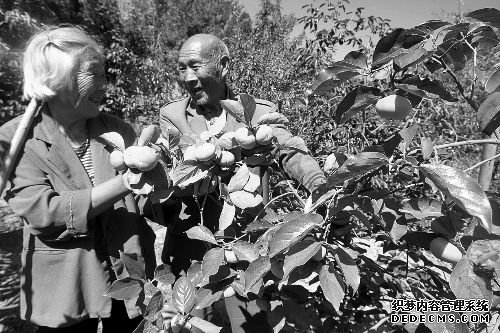 看着累累果实，张运来、齐巧转夫妇相视而笑。