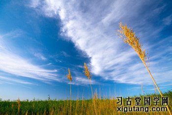 白居易《赋得古原草送别》：离离原上草，一岁一枯荣。野火烧不尽，春风吹又生。远芳侵古道，晴翠接荒城。又送王孙去，萋萋满别情。