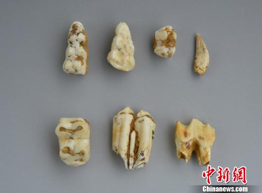 图为动物牙齿钟欣摄