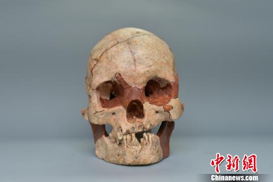 图为人类头骨化石钟欣摄